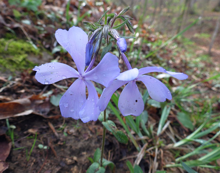 Wild Blue Phlox